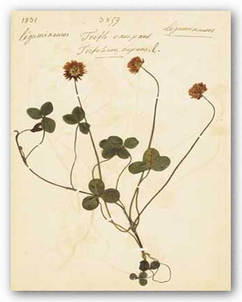 Trifolium 3819