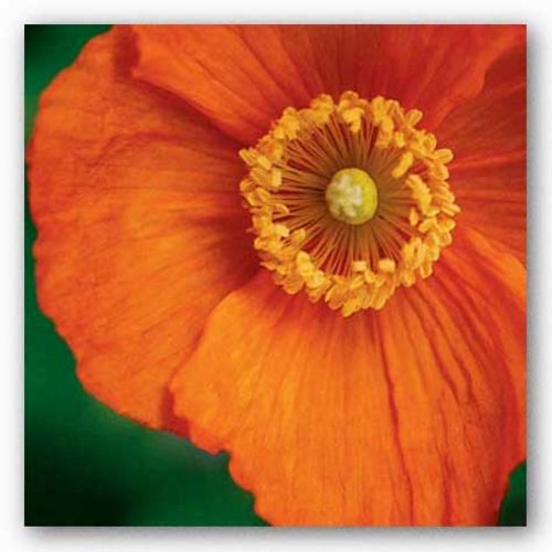 Orange Poppy by June Hunter