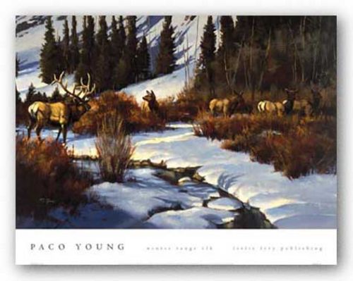 Winter Range Elk by Paco Young
