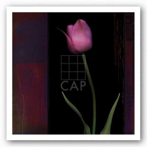 Red Tulip II by Rick Filler