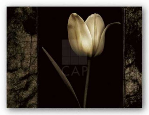 White Tulipa I by Rick Filler