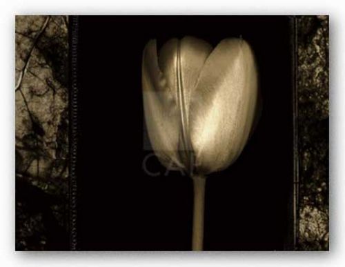 White Tulipa II by Rick Filler
