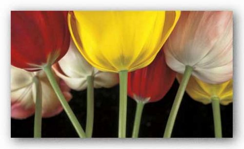 Sunshine Tulips by Assaf Frank