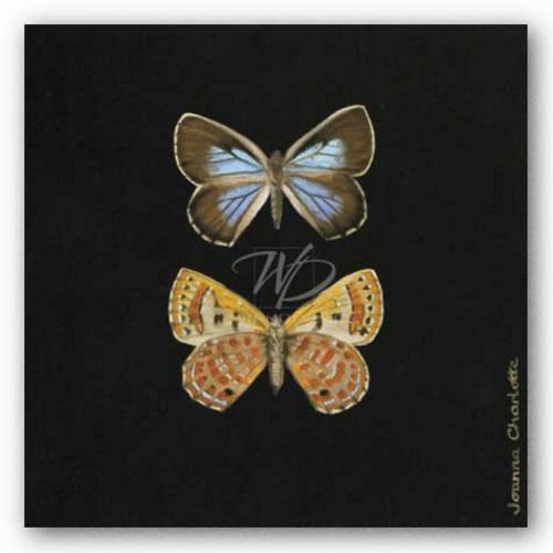 Pair of Butterflies on Black by Joanna Charlotte