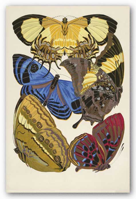 Collection IV (Butterflies) by Winter Works