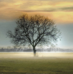 Misty Silhouette by Steven Mitchell