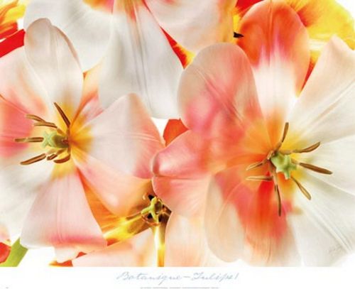 Tulips 1 by Harold Davis