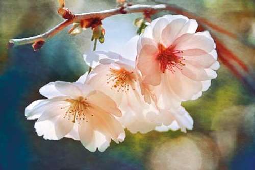 Cherry Blossom I by Leda Robertson