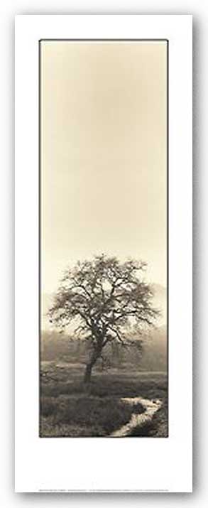 Valley Oak Tree by Alan Blaustein