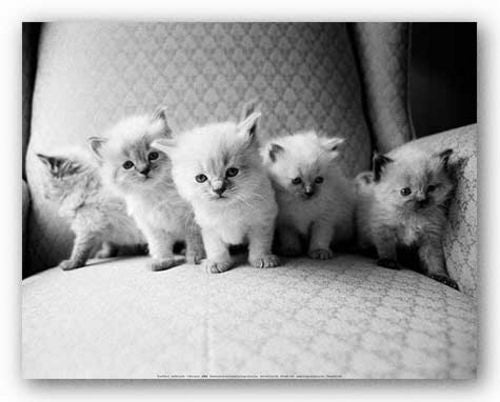 Five Kittens by Kim Levin