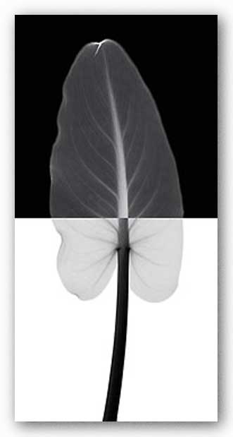 Calla Leaf I by Steven Meyers