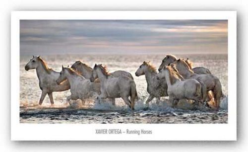 Running Horses by Xavier Ortega