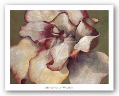 White Begonia by Maria Torrontegui
