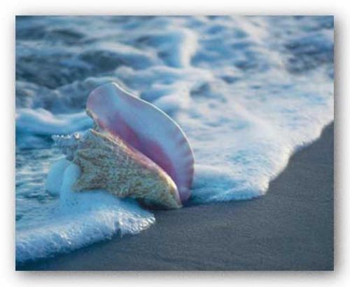 Conch In Surf by Ruth Burke