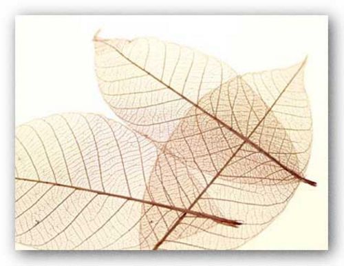 Sheer Leaves III by Art Photo