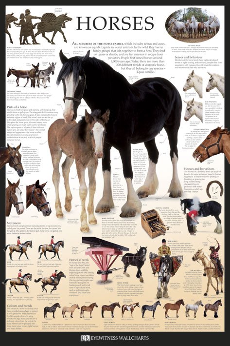 Horses by Dorling Kindersley
