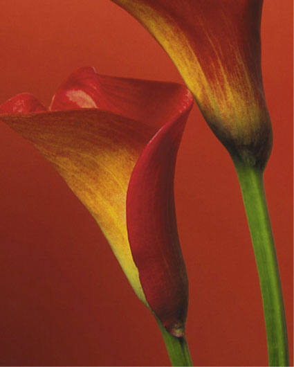Red Calla Lilies