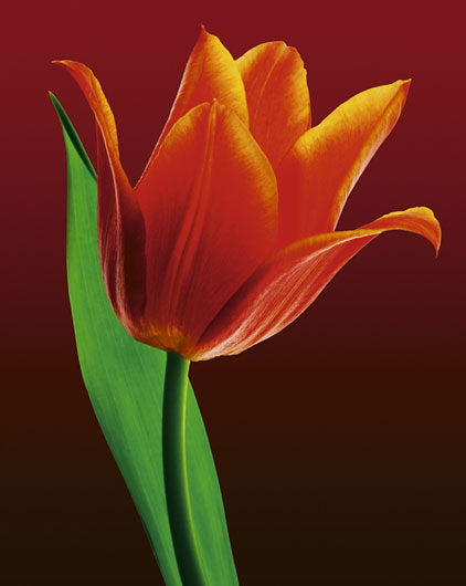 Tulip on Red