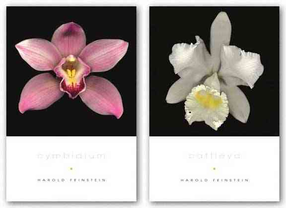Cattleya and Cymbidium Set by Harold Feinstein