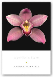 Cymbidium by Harold Feinstein