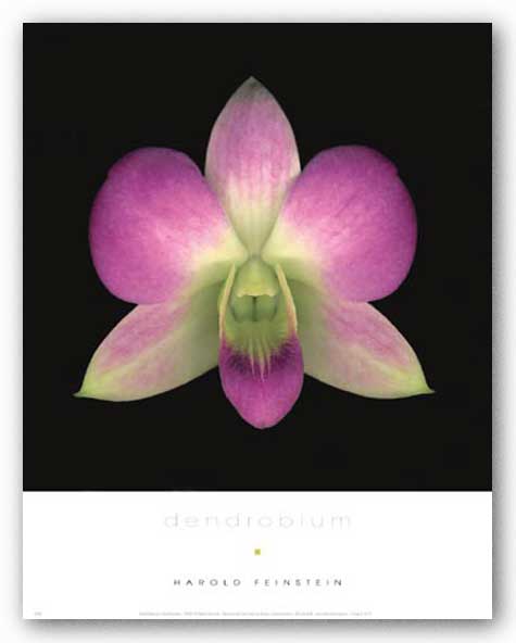 Dendrobium by Harold Feinstein