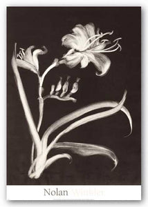 Midnight Lilies by Nolan Winkler