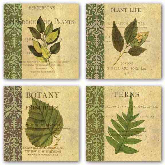 Botany Principles Set by Paula Scaletta
