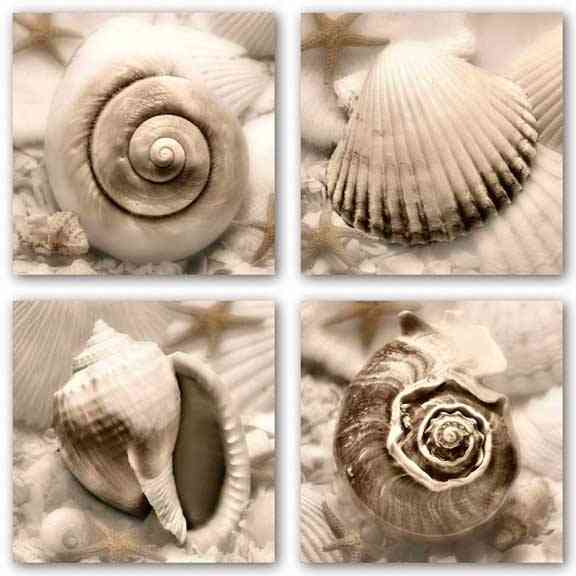 Iridescent Seashell Set by Donna Geissler