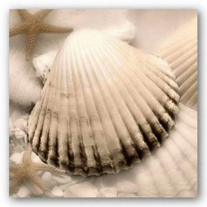 Iridescent Seashell II by Donna Geissler