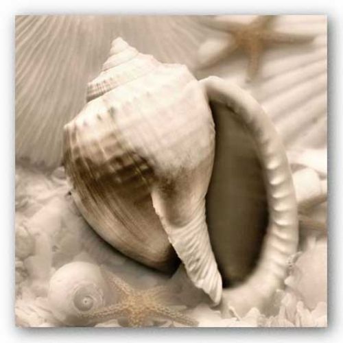 Iridescent Seashell III by Donna Geissler