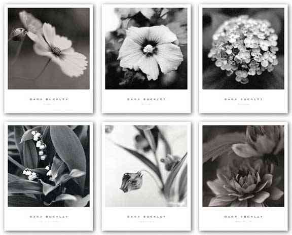 Cosmos I, Hibiscus, Hydrangea, Lily of the Valley, Sandersonia I, and Water Lily II Set by Dana Buckley
