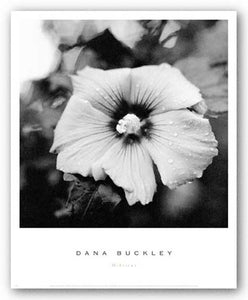 Hibiscus by Dana Buckley