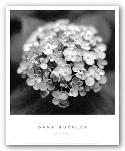 Hydrangea by Dana Buckley