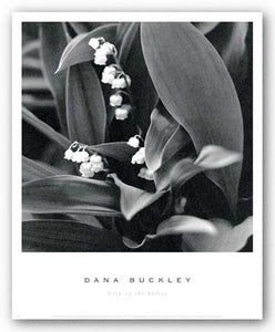 Lily of the Valley by Dana Buckley