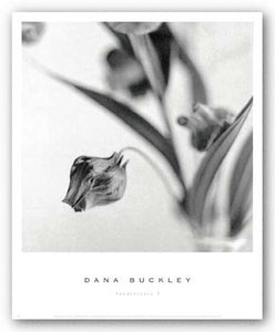 Sandersonia I by Dana Buckley
