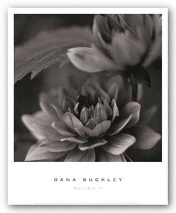 Water Lily II by Dana Buckley