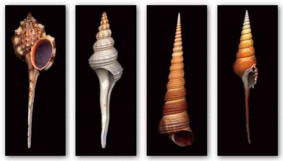 Shell Set (Four Prints) by Harold Feinstein