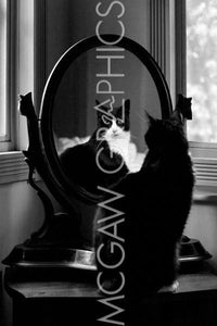 Reflection (Cat in Mirror) by Tom Artin