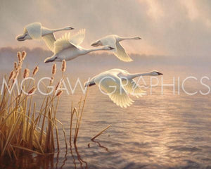 Elegant Migration by Greg Alexander