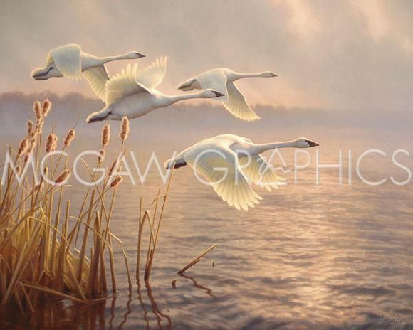 Elegant Migration by Greg Alexander