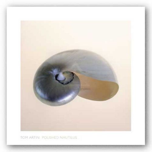 Polished Nautilus by Tom Artin
