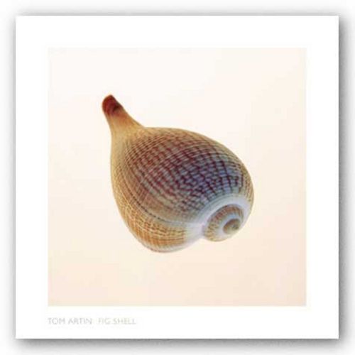 Fig Shell by Tom Artin