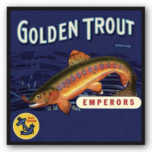 Golden Trout by Miles Graff Collection