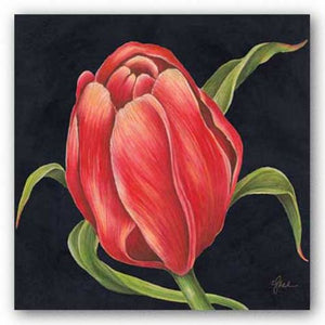 Tulipe Rouge by Constance Lael