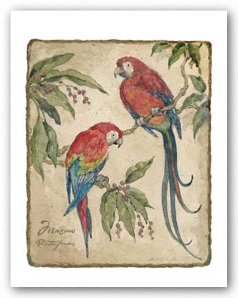 Macaw by Betty Whiteaker