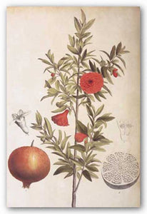 Pomegranate Botanical