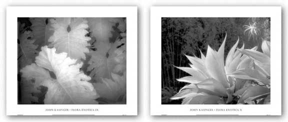 Flora Exotica IX and X Set by John Kasinger