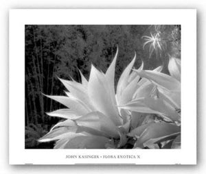 Flora Exotica X by John Kasinger