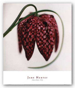 Chocolate Lily by June Hunter