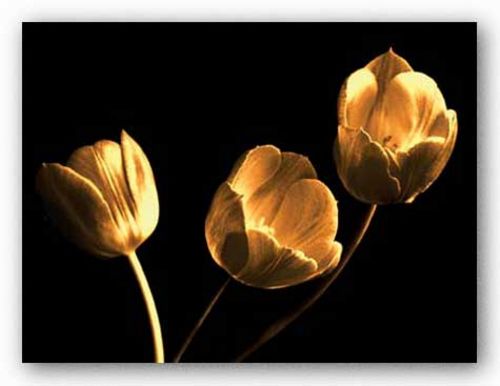 Tulip Trio by Ilona Wellmann